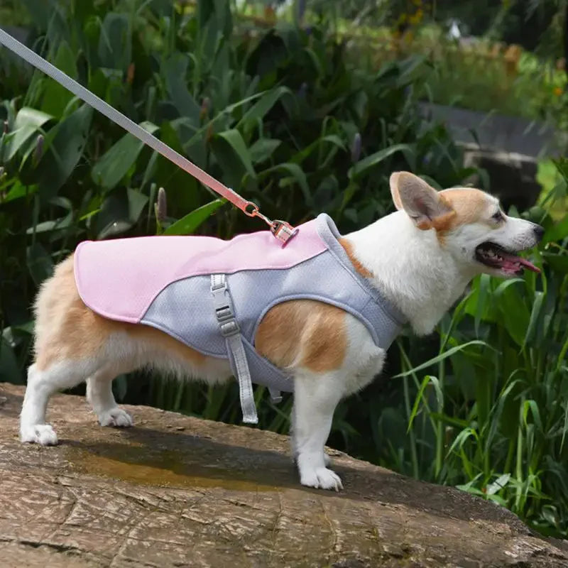 Dog Cooling Vest for Outdoor Activities product image